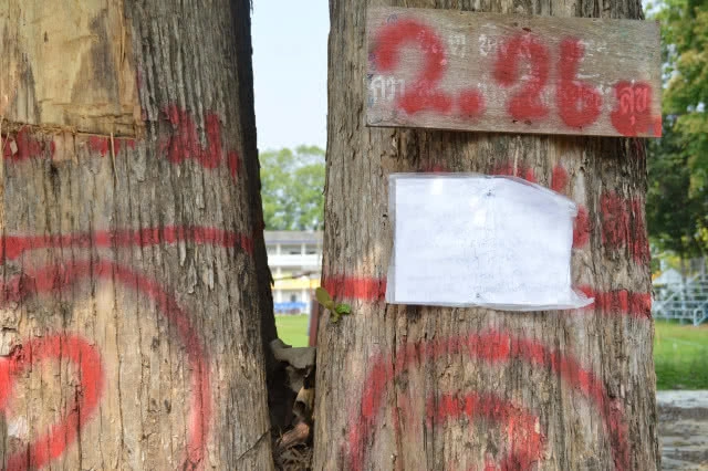 โรงเรียนเชียงคานยุติตัดต้นสักทอง