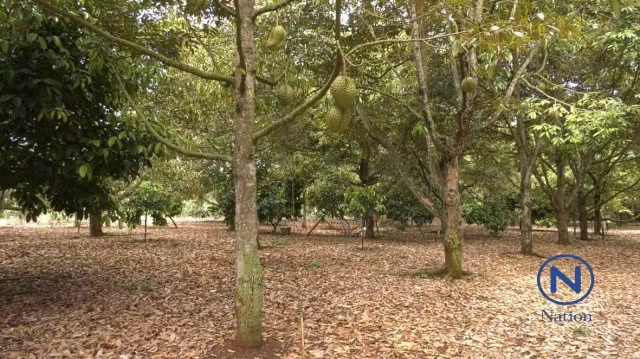 ทุเรียนภูเขาไฟ
ของแท้ต้องกินใต้ต้น!!