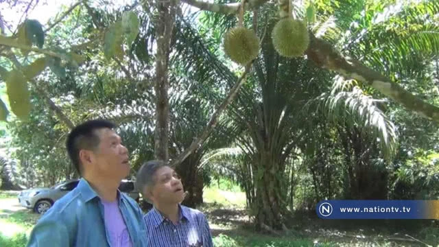 เตือน! เจ้าของสวนทุเรียนสาลิกาอย่าเร่งเก็บผลผลิตและเลิกใช้ยาฆ่าหญ้า