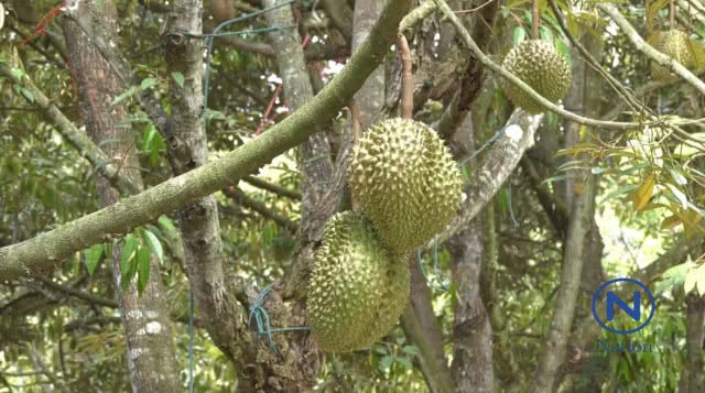 ทุเรียนภูเขาไฟ
ของแท้ต้องกินใต้ต้น!!