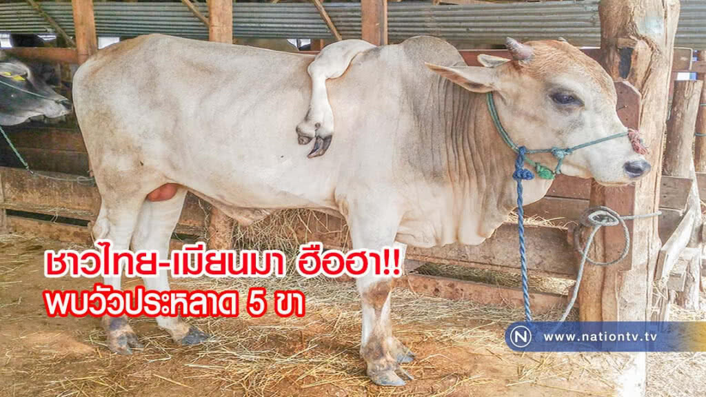 ชาวไทย-เมียนมา ฮือฮาพบวัวประหลาด 5 ขา