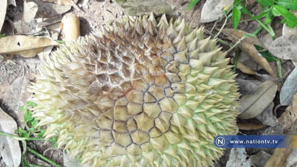 เตือนชาวสวนทุเรียน "ระวังโรครากเน่าโคนเน่า" เหตุฝนตกต่อเนื่อง เตือนชาวสวนทุเรียน "ระวังโรครากเน่าโคนเน่า" เหตุฝนตกต่อเนื่อง