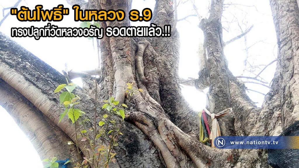 "ต้นโพธิ์" ในหลวง ร.9 ทรงปลูกที่วัดหลวงอรัญ รอดตายแล้ว(มีคลิป)