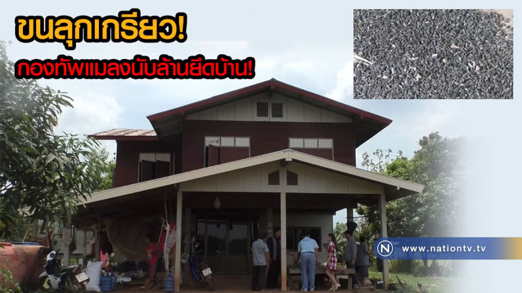 กองทัพแมลงนับล้านยึดบ้าน! เจ้าของบ้านทำอย่างไรก็แก้ไม่ได้ วอนผู้รู้ช่วยเหลือด่วน กองทัพแมลงนับล้านยึดบ้าน! เจ้าของบ้านทำอย่างไรก็แก้ไม่ได้ วอนผู้รู้ช่วยเหลือด่วน