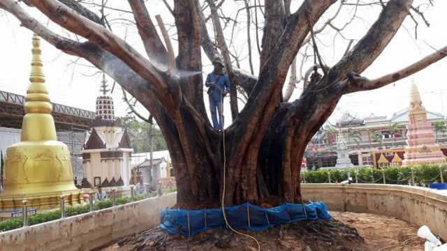 "ต้นโพธิ์" ในหลวง ร.9 ทรงปลูกที่วัดหลวงอรัญ รอดตายแล้ว(มีคลิป)