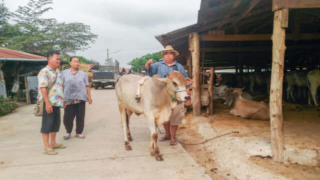 ชาวไทย-เมียนมา ฮือฮาพบวัวประหลาด 5 ขา