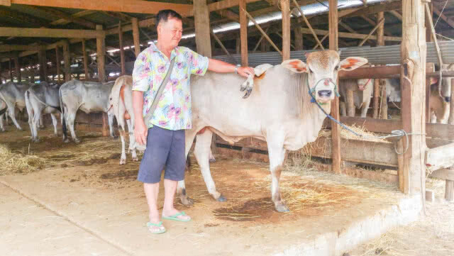 ชาวไทย-เมียนมา ฮือฮาพบวัวประหลาด 5 ขา