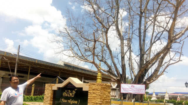 "ต้นโพธิ์" ในหลวง ร.9 ทรงปลูกที่วัดหลวงอรัญ รอดตายแล้ว(มีคลิป)