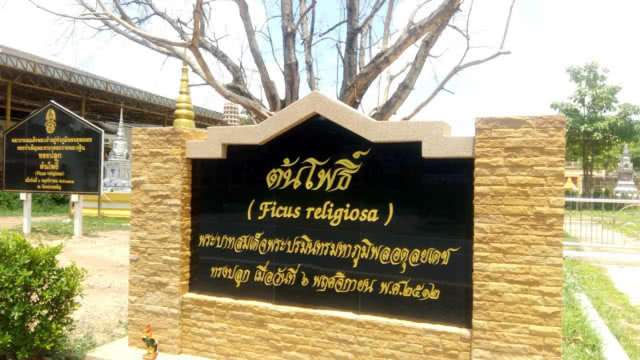 "ต้นโพธิ์" ในหลวง ร.9 ทรงปลูกที่วัดหลวงอรัญ รอดตายแล้ว(มีคลิป)