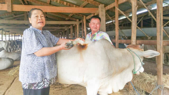 ชาวไทย-เมียนมา ฮือฮาพบวัวประหลาด 5 ขา