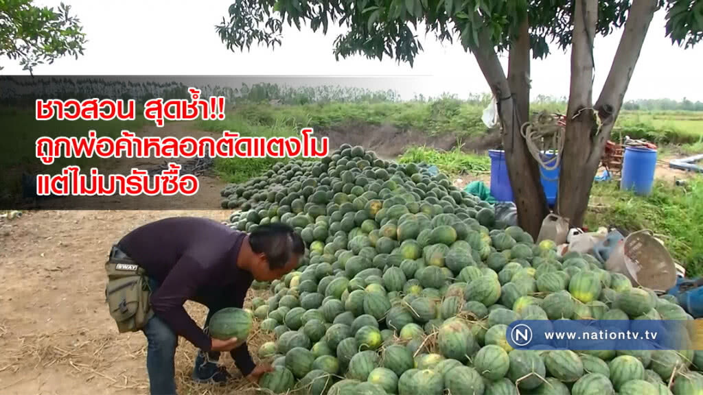 ชาวสวน สุดช้ำ!! ถูกพ่อค้าหลอกตัดแตงโมแต่ไม่มารับซื้อ