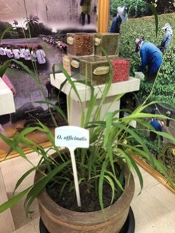 ร.10 พระราชทานพันธุ์ข้าวทรงปลูก 3.61 แสนซอง วันพืชมงคล