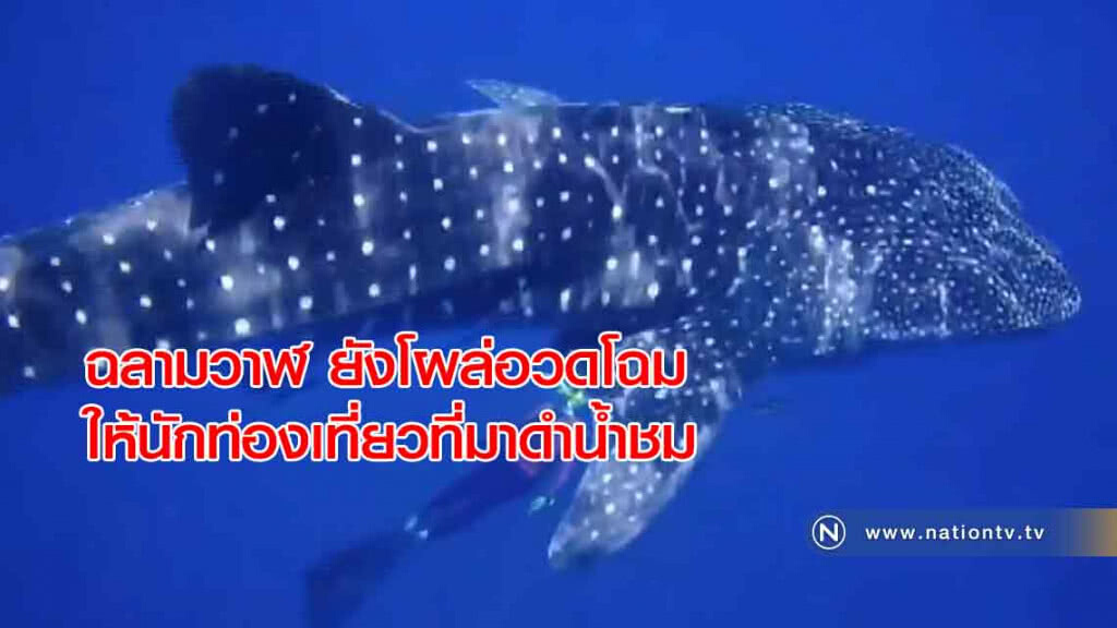 ฉลามวาฬ "ยังโผล่อวดโฉม" ให้นักท่องเที่ยวที่มาดำน้ำชม