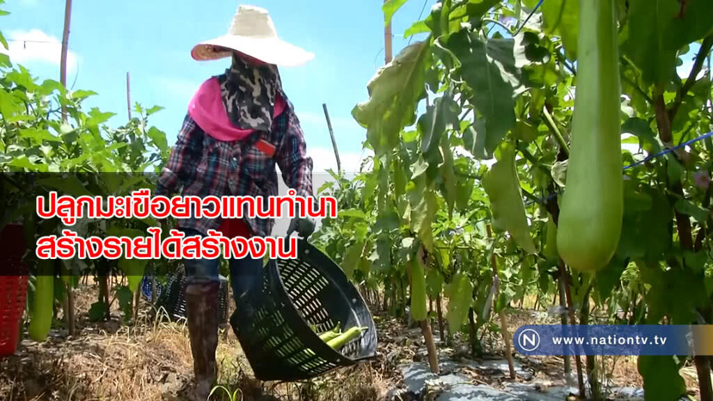 ปลูกมะเขือยาวแทนทำนาสร้างรายได้สร้างงาน ปลูกมะเขือยาวแทนทำนาสร้างรายได้สร้างงาน