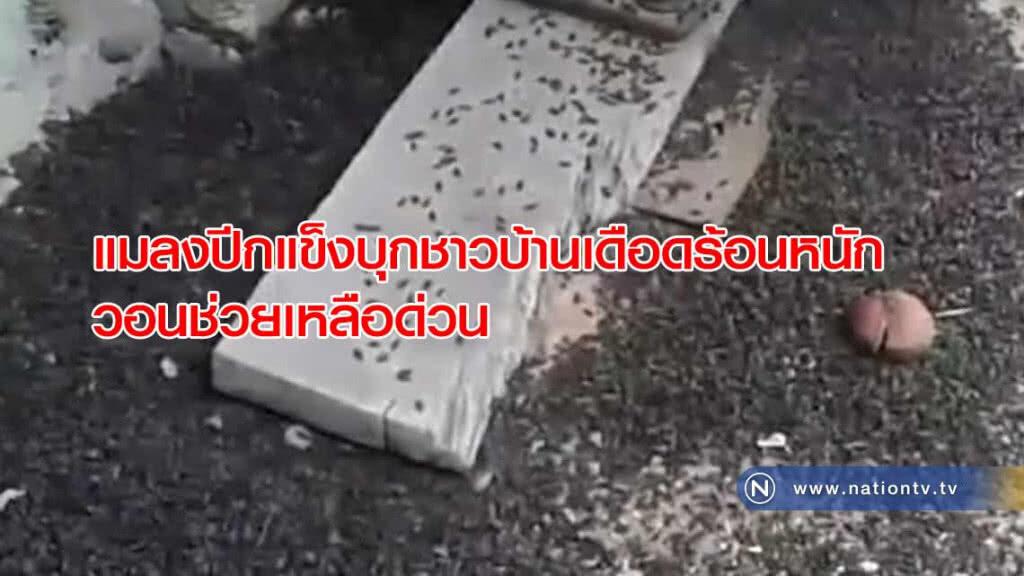 แมลงปีกแข็ง "บุก" ชาวบ้านเดือดร้อนหนัก วอนช่วยเหลือด่วน แมลงปีกแข็ง "บุก" ชาวบ้านเดือดร้อนหนัก วอนช่วยเหลือด่วน