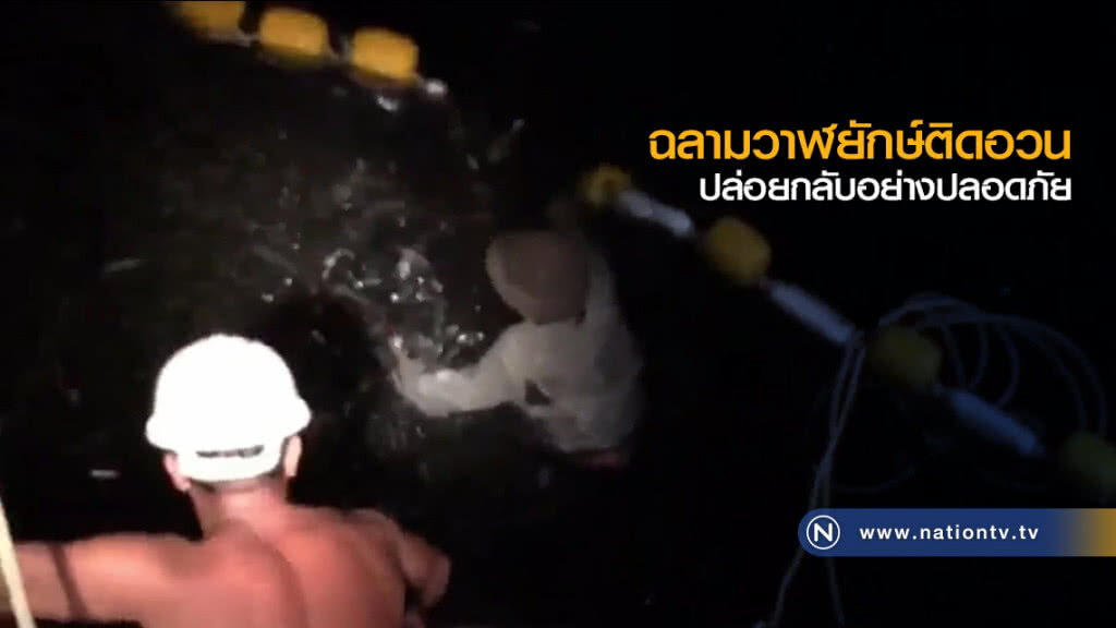 ฉลามวาฬยักษ์ติดอวน ปล่อยกลับอย่างปลอดภัย