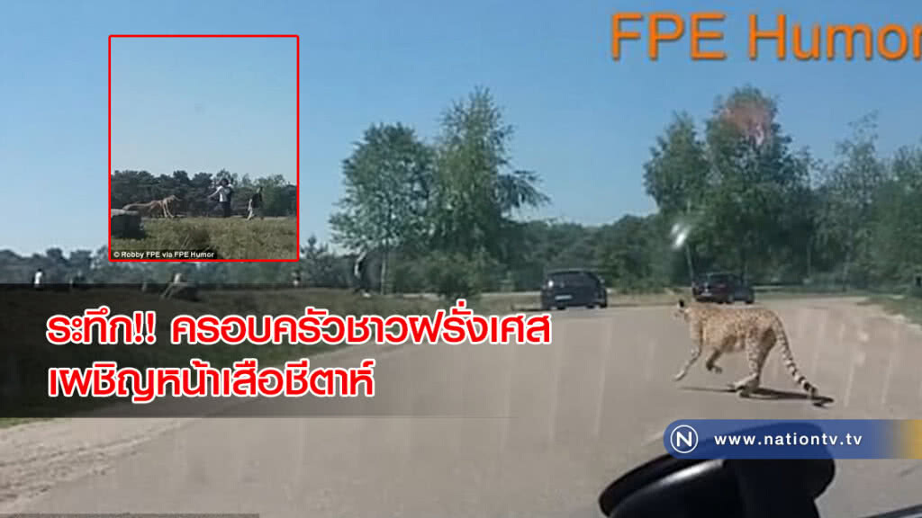 ระทึก!! ครอบครัวชาวฝรั่งเศส เผชิญหน้าเสือชีตาห์ ระทึก!! ครอบครัวชาวฝรั่งเศส เผชิญหน้าเสือชีตาห์
