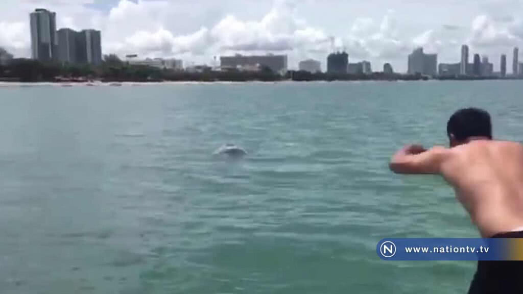 ฮือฮา! พบโลมาสีชมพูโผล่เล่นน้ำริมหาดจอมเทียน