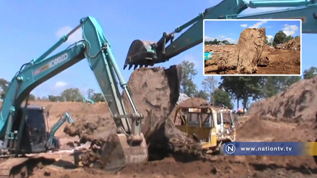 (คลิป) พบต้นตะเคียนทองยักษ์อายุนับพันปี