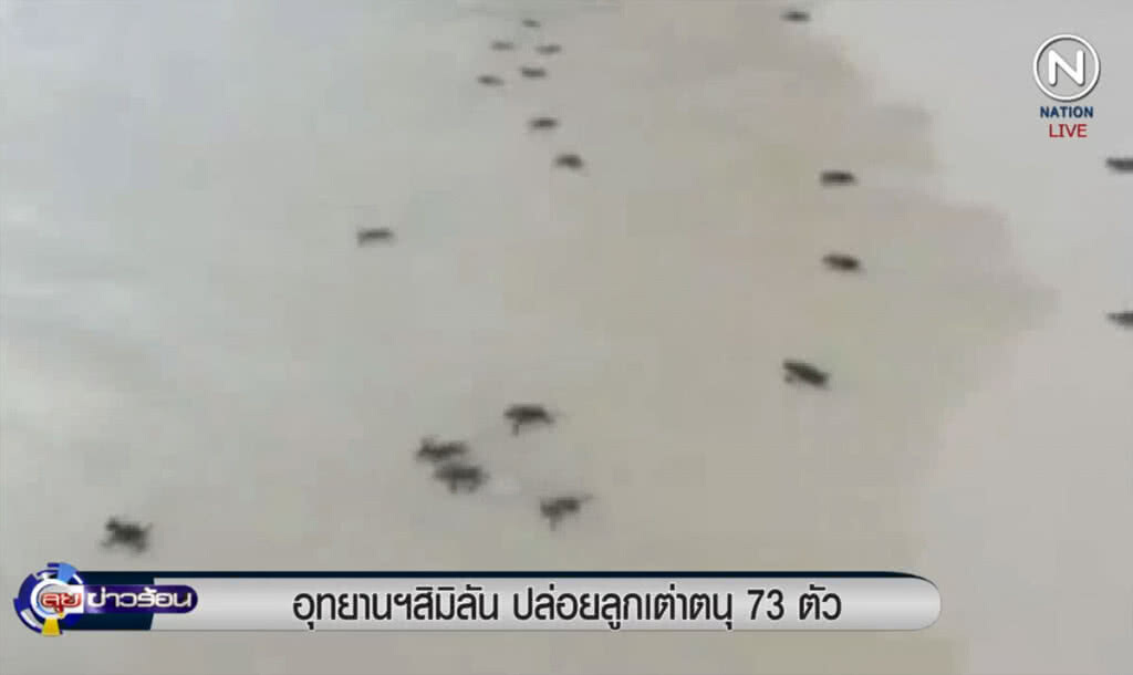 (คลิปข่าว) อุทยานแห่งชาติสิมิลัน ปล่อยลูกเต่าตนุ 73 ตัว (คลิปข่าว) อุทยานแห่งชาติสิมิลัน ปล่อยลูกเต่าตนุ 73 ตัว