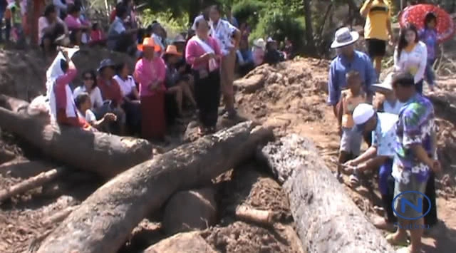 (คลิป) พบต้นตะเคียนทองยักษ์อายุนับพันปี