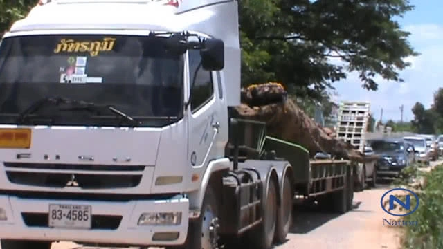 (คลิป) พบต้นตะเคียนทองยักษ์อายุนับพันปี