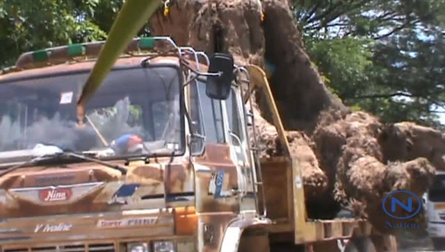 (คลิป) พบต้นตะเคียนทองยักษ์อายุนับพันปี