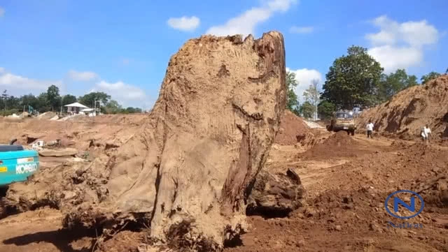 (คลิป) พบต้นตะเคียนทองยักษ์อายุนับพันปี