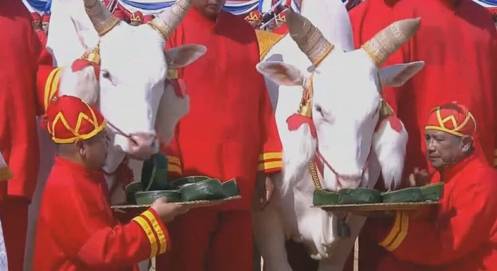 (คลิป) พระยาแรกนา เสี่ยงทายได้ผ้านุ่ง6คืบ พระโคกินน้ำ-หญ้า-เหล้า