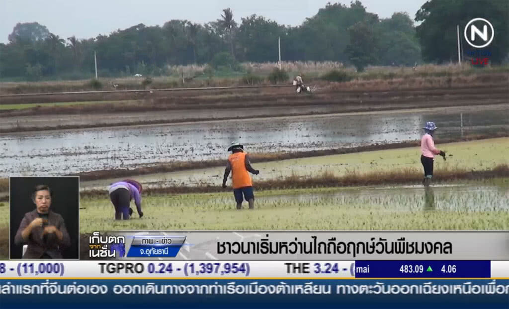 (คลิปข่าว) จังหวัดอุทัยธานี เริ่มลงมือปักดำต้นกล้า (คลิปข่าว) จังหวัดอุทัยธานี เริ่มลงมือปักดำต้นกล้า