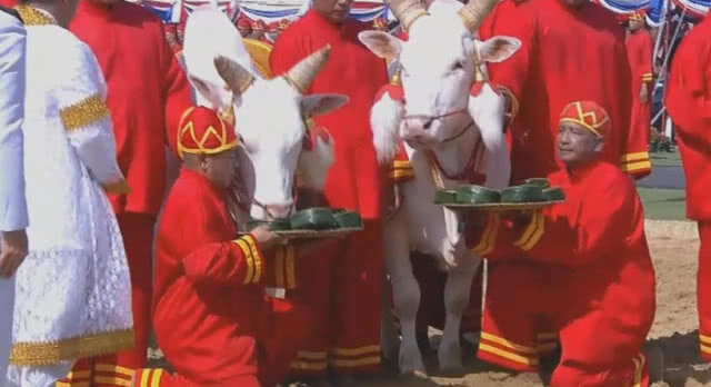 (คลิป) พระยาแรกนา เสี่ยงทายได้ผ้านุ่ง6คืบ พระโคกินน้ำ-หญ้า-เหล้า