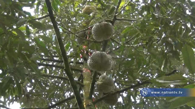 นักธุรกิจจีนพบชาวสวนทุเรียน "เล็งเปิดตลาดส่งตรง" ราคาสูง