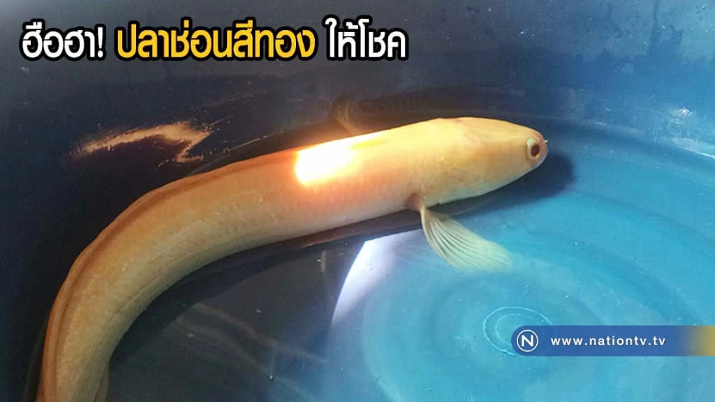 ฮือฮา ปลาช่อนสีทองให้โชคหนุ่มใหญ่(มีคลิป)