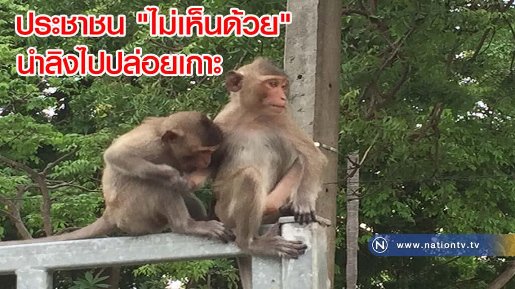 ประชาชนไม่เห็นด้วยนำลิงไปปล่อยเกาะ(มีคลิป)