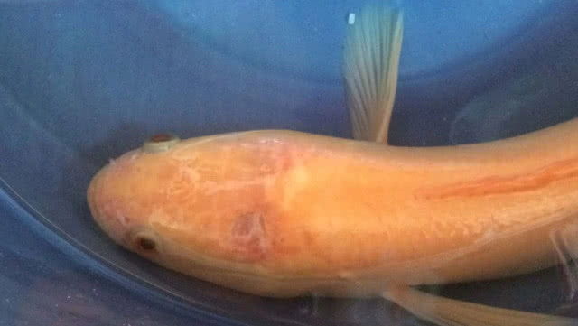 ฮือฮา ปลาช่อนสีทองให้โชคหนุ่มใหญ่(มีคลิป)