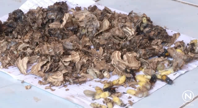 เปิดเทอมวันแรก! ต่อหัวเสือบินต่อยนักเรียน-ครู