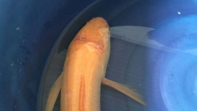 ฮือฮา ปลาช่อนสีทองให้โชคหนุ่มใหญ่(มีคลิป)