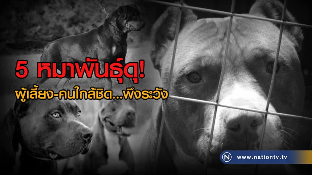 5 หมาพันธุ์ดุ! ผู้เลี้ยง-คนใกล้ชิด...พึงระวัง