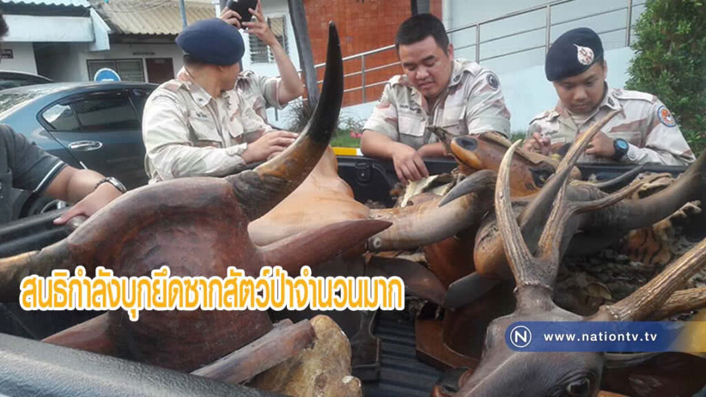 สนธิกำลังบุกยึดซากสัตว์ป่าคุ้มครองจำนวนมาก