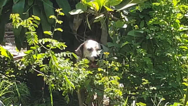 คนรักหมาน้ำตาซึม !! หมา 3 ตัว ถูกล่ามจนตายค่าโซ่ในบ้านเช่าเมืองสระแก้ว(มีคลิป)