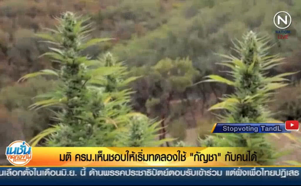 (คลิปข่าว) มติ ครม.เห็นชอบ ให้เริ่มทดลองใช้ "กัญชา" กับคนได้ (คลิปข่าว) มติ ครม.เห็นชอบ ให้เริ่มทดลองใช้ "กัญชา" กับคนได้