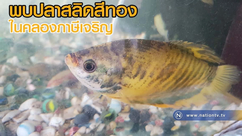 พบปลาสลิดสีทองในคลองภาษีเจริญ