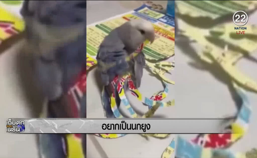 (คลิปข่าว) นกน้อยอยากเป็น "นกยูง" (คลิปข่าว) นกน้อยอยากเป็น "นกยูง"