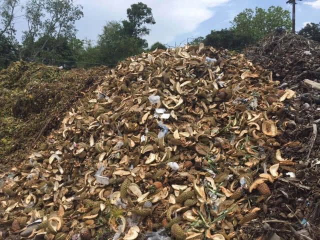 ขยะเปลือกทุเรียนกองมหึมา เร่งกำจัดทำปุ๋ยหมักแจกฟรี(มีคลิป)