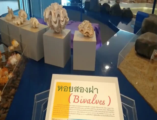 ส่อง! พิพิธภัฑณ์เปลือกหอยภูเก็ต แหล่งความรู้เด็กอีสาน(คลิป)