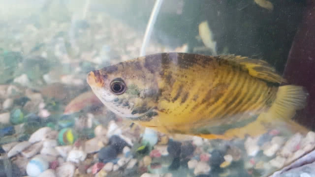 พบปลาสลิดสีทองในคลองภาษีเจริญ