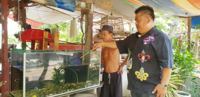 พบปลาสลิดสีทองในคลองภาษีเจริญ