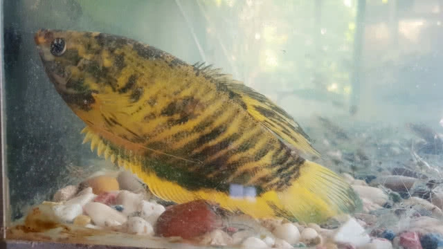 พบปลาสลิดสีทองในคลองภาษีเจริญ