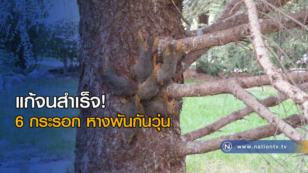 แก้จนสำเร็จ! 6 กระรอก หางพันกันวุ่น แก้จนสำเร็จ! 6 กระรอก หางพันกันวุ่น