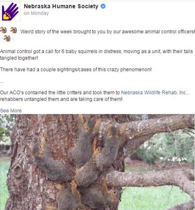 แก้จนสำเร็จ! 6 กระรอก หางพันกันวุ่น